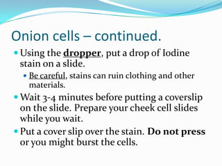 Onion cells – continued.Using the dropper, put a drop of Iodine stain on a slide. Be careful, stains can ruin clothing and other materials.Wait 3-4 minutes before putting a coverslip on the slide. Prepare your cheek cell slides while you wait.Put a cover slip over the stain. Do not press or you might burst the cells.
