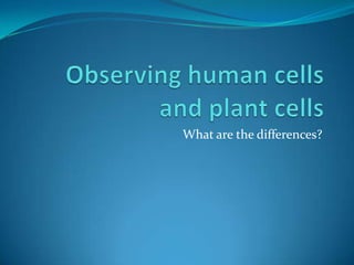 Observing human cellsand plant cells What are the differences? 