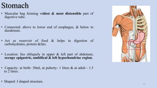 Stomach
• Muscular bag forming widest & most distensible part of
digestive tube.
• Connected: above to lower end of esophagus, & below to
duodenum.
• Act as reservoir of food & helps in digestion of
carbohydrates, protein &fats.
• Location: lies obliquely in upper & left part of abdomen,
occupy epigastric, umbilical & left hypochondriac region.
• Capacity: at birth- 30ml, at puberty- 1 litres & at adult - 1.5
to 2 litres.
• Shaped: J shaped structure.
10
 