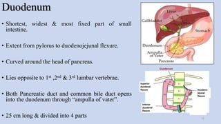 Duodenum
• Shortest, widest & most fixed part of small
intestine.
• Extent from pylorus to duodenojejunal flexure.
• Curved around the head of pancreas.
• Lies opposite to 1st ,2nd & 3rd lumbar vertebrae.
• Both Pancreatic duct and common bile duct opens
into the duodenum through “ampulla of vater”.
• 25 cm long & divided into 4 parts 12
 