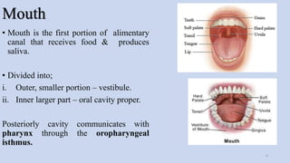 Mouth
• Mouth is the first portion of alimentary
canal that receives food & produces
saliva.
• Divided into;
i. Outer, smaller portion – vestibule.
ii. Inner larger part – oral cavity proper.
Posteriorly cavity communicates with
pharynx through the oropharyngeal
isthmus.
6
 