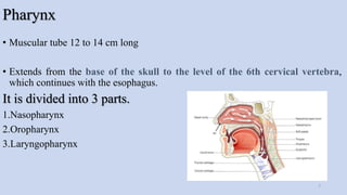 Pharynx
• Muscular tube 12 to 14 cm long
• Extends from the base of the skull to the level of the 6th cervical vertebra,
which continues with the esophagus.
It is divided into 3 parts.
1.Nasopharynx
2.Oropharynx
3.Laryngopharynx
7
 