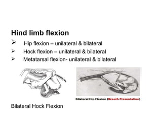Hind limb flexion
 Hip flexion – unilateral & bilateral
 Hock flexion – unilateral & bilateral
 Metatarsal flexion- unilateral & bilateral
Bilateral Hock Flexion
 