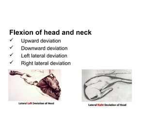 Flexion of head and neck
 Upward deviation
 Downward deviation
 Left lateral deviation
 Right lateral deviation
 