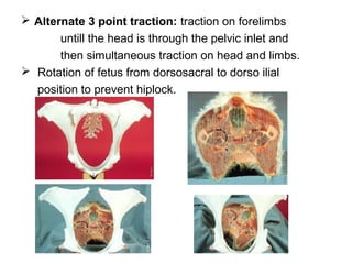  Alternate 3 point traction: traction on forelimbs
untill the head is through the pelvic inlet and
then simultaneous traction on head and limbs.
 Rotation of fetus from dorsosacral to dorso ilial
position to prevent hiplock.
 