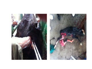 Recent advanes in handling of dystocia