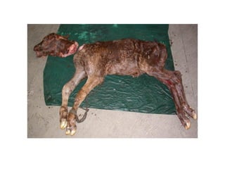 Recent advanes in handling of dystocia