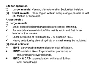 Site for operation:
(i) Large animals: Ventral, Ventrolateral or Sublumbar incision.
(ii) Small animals: Flank region with an oblique angle parallel to last
rib, Midline or linea alba.
Anaesthesia :
(i). Large animals:
 Small dose of epidural anaesthesia to control straining.
 Paravertebral nerve block of the last thoracic and first three
lumbar spinal nerves.
 Local infiltration or field block by 2 % procaine HCL.
 Heavy sedation by chloral hydrate or xylazine may be indicated.
(ii). Small animals:
 EWE- paravertebral nerve block or local infiltration.
 SOW- sedative like chlorpromazine, promazine or
triflupromazine hydrochloride.
 BITCH & CAT- premedication with sequil & then
local anaesthesia
 