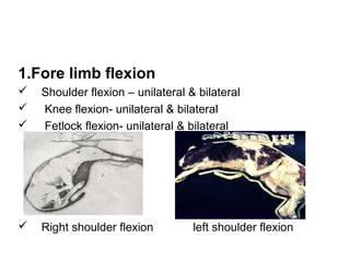 1.Fore limb flexion
 Shoulder flexion – unilateral & bilateral
 Knee flexion- unilateral & bilateral
 Fetlock flexion- unilateral & bilateral
 Right shoulder flexion left shoulder flexion
 