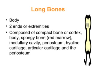 Long Bones Body 2 ends or extremities Composed of compact bone or cortex, body, spongy bone (red marrow), medullary cavity, periosteum, hyaline cartilage, articular cartilage and the periosteum 