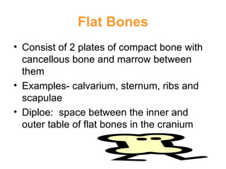 Flat Bones Consist of 2 plates of compact bone with cancellous bone and marrow between them Examples- calvarium, sternum, ribs and scapulae Diploe:  space between the inner and outer table of flat bones in the cranium 
