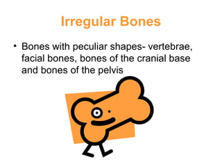 Irregular Bones Bones with peculiar shapes- vertebrae, facial bones, bones of the cranial base and bones of the pelvis 