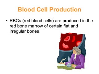 Blood Cell Production RBCs (red blood cells) are produced in the red bone marrow of certain flat and irregular bones 
