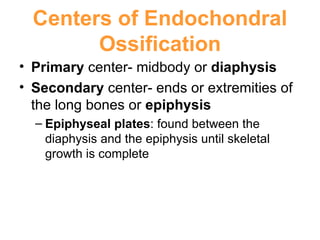 Centers of Endochondral Ossification Primary  center- midbody or  diaphysis Secondary  center- ends or extremities of the long bones or  epiphysis Epiphyseal plates : found between the diaphysis and the epiphysis until skeletal growth is complete 