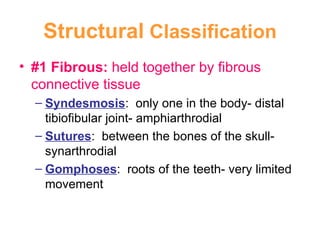 Structural  Classification #1 Fibrous:  held together by fibrous connective tissue Syndesmosis :  only one in the body- distal tibiofibular joint- amphiarthrodial Sutures :  between the bones of the skull- synarthrodial Gomphoses :  roots of the teeth- very limited movement 