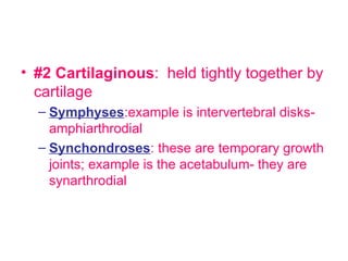 #2 Cartilaginous :  held tightly together by cartilage Symphyses :example is intervertebral disks- amphiarthrodial Synchondroses : these are temporary growth joints; example is the acetabulum- they are synarthrodial 