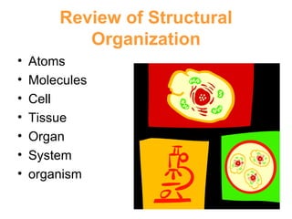 Review of Structural Organization Atoms Molecules Cell Tissue Organ System organism 
