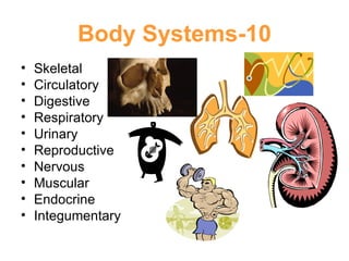 Body Systems-10 Skeletal Circulatory Digestive Respiratory Urinary Reproductive Nervous Muscular Endocrine Integumentary 