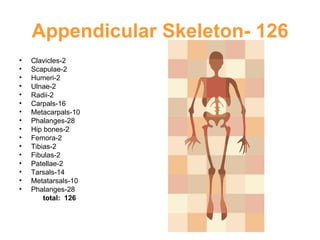 Appendicular Skeleton- 126 Clavicles-2 Scapulae-2 Humeri-2 Ulnae-2 Radii-2 Carpals-16 Metacarpals-10 Phalanges-28 Hip bones-2 Femora-2 Tibias-2 Fibulas-2 Patellae-2 Tarsals-14 Metatarsals-10 Phalanges-28   total:  126 