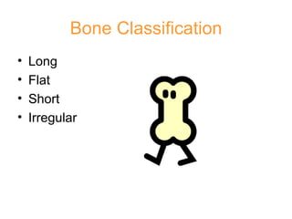 Bone Classification Long Flat Short Irregular 
