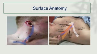 Surface Anatomy
 