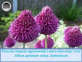 Procena stepena ugroženosti i mera očuvanja vrste
       Allium guttatum subsp. dalmaticum
 