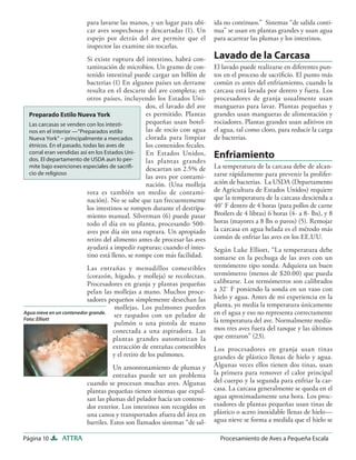 para lavarse las manos, y un lugar para ubi-       ida no continuos.” Sistemas “de salida conti-
                         car aves sospechosas y descartadas (1). Un         nua” se usan en plantas grandes y usan agua
                         espejo por detrás del ave permite que el           para acarrear las plumas y los intestinos.
                         inspector las examine sin tocarlas.
                           Si existe ruptura del intestino, habrá con-      Lavado de la Carcasa
                           taminación de microbios. Un gramo de con-        El lavado puede realizarse en diferentes pun-
                           tenido intestinal puede cargar un billón de      tos en el proceso de sacriﬁcio. El punto más
                           bacterias (1) En algunos países un derrame       común es antes del enfriamiento, cuando la
                           resulta en el descarte del ave completa; en      carcasa está lavada por dentro y fuera. Los
                           otros países, incluyendo los Estados Uni-        procesadores de granja usualmente usan
                                                  dos, el lavado del ave    mangueras para lavar. Plantas pequeñas y
  Preparado Estilo Nueva York                     es permitido. Plantas     grandes usan mangueras de alimentación y
  Las carcasas se venden con los intesti-         pequeñas usan botel-      rociadores. Plantas grandes usan aditivos en
  nos en el interior —“Preparados estilo          las de rocío con agua     el agua, tal como cloro, para reducir la carga
  Nueva York” – principalmente a mercados         clorada para limpiar      de bacterias.
  étnicos. En el pasado, todas las aves de        los contenidos fecales.
  corral eran vendidas así en los Estados Uni-
  dos. El departamento de USDA aun lo per-
                                                  En Estados Unidos,
                                                  las plantas grandes
                                                                            Enfriamiento
  mite bajo exenciones especiales de sacriﬁ-      descartan un 2.5% de      La temperatura de la carcasa debe de alcan-
  cio de religioso
                                                  las aves por contami-     zarse rápidamente para prevenir la prolifer-
                                                  nación. (Una molleja      ación de bacterias. La USDA (Departamento
                           rota es también un medio de contami-             de Agricultura de Estados Unidos) requiere
                           nación). No se sabe que tan frecuentemente       que la temperatura de la carcasa descienda a
                           los intestinos se rompen durante el destripa-    40˚ F dentro de 4 horas (para pollos de carne
                           miento manual. Silverman (6) puede pasar         Broilers de 4 libras) 6 horas (4- a 8- lbs), y 8
                           todo el día en su planta, procesando 500-        horas (mayores a 8 lbs o pavos) (5). Remojar
                           aves por día sin una ruptura. Un apropiado       la carcasa en agua helada es el método más
                           retiro del alimento antes de procesar las aves   común de enfriar las aves en los EE.UU.
                           ayudará a impedir rupturas; cuando el intes-     Según Luke Elliott, “La temperatura debe
                           tino está lleno, se rompe con más facilidad.     tomarse en la pechuga de las aves con un
                           Las entrañas y menudillos comestibles            termómetro tipo sonda. Adquiera un buen
                           (corazón, hígado, y molleja) se recolectan.      termómetro (menos de $20.00) que pueda
                           Procesadores en granja y plantas pequeñas        calibrarse. Los termómetros son calibrados
                           pelan las mollejas a mano. Muchos proce-         a 32˚ F poniendo la sonda en un vaso con
                           sadores pequeños simplemente desechan las        hielo y agua. Antes de mi experiencia en la
                                     mollejas. Los pulmones pueden          planta, yo medía la temperatura únicamente
Agua nieve en un contenedor grande.
                                     ser raspados con un pelador de         en el agua y eso no representa correctamente
Foto: Elliott
                                     pulmón o una pistola de mano           la temperatura del ave. Normalmente medía-
                                    conectada a una aspiradora. Las         mos tres aves fuera del tanque y las últimos
                                    plantas grandes automatizan la          que entraron” (23).
                                    extracción de entrañas comestibles      Los procesadores en granja usan tinas
                                    y el retiro de los pulmones.            grandes de plástico llenas de hielo y agua.
                                    Un amontonamiento de plumas y           Algunas veces ellos tienen dos tinas, usan
                                    entrañas puede ser un problema          la primera para remover el calor principal
                         cuando se procesan muchas aves. Algunas            del cuerpo y la segunda para enfriar la car-
                         plantas pequeñas tienen sistemas que expul-        casa. La carcasa generalmente se queda en el
                         san las plumas del pelador hacia un contene-       agua aproximadamente una hora. Los proc-
                         dor exterior. Los intestinos son recogidos en      esadores de plantas pequeñas usan tinas de
                         una canoa y transportados afuera del área en       plástico o acero inoxidable llenas de hielo—
                         barriles. Estos son llamados sistemas “de sal-     agua nieve se forma a medida que el hielo se

Página 10      ATTRA                                                          Procesamiento de Aves a Pequeña Escala
 