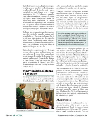 La industria convencional típicamente pro-        de los guacales; las plantas grandes los cuelgan
                       cesa las aves en una hora en la planta pro-       en grilletes y los aturden antes de matarlas.
                       cesadora. Después de dos horas de viaje, el
                       encogimiento o pérdida de peso es más o           Para procesamiento en la granja, se usan
                       menos de un 1% (4) En Europa , módulos            frecuentemente conos de sacriﬁcio de acero
                       especiales son usados en camiones de trans-       inoxidable, metal envuelto, o conos de trá-
                       porte para contar con una corriente de aire       ﬁco. Una cubeta o jarra con un agujero ase-
                       uniforme y buena ventilación. Las compa-          gurado a una tabla también funciona. Las
                       ñías son multadas por llegar con aves muer-       aves no están aturdidas antes de matarlas y
                       tas. Los grandes procesadores mantienen las       se moverán mucho durante el sangrado. Los
                       aves encerradas en un cobertizo con ventila-      conos deben de ser del tamaño apropiado,
                       dores y rociadores para mantenerlas frescas.      y cuando se inserten las alas deben estar

                       Debe de tenerse cuidado cuando se descar-
                                                                           Un carril en altura es usado para mover las car-
                       guen las aves de los guacales para prevenir         casas a través de la planta. Manteniendo las
                       magulladuras y fracturas de huesos. En la           aves en línea a través del proceso de sacriﬁcio
                       granja y en plantas pequeñas descargue las          y preparación, lo que reduce la labor, puesto
                       aves a mano. En plantas grandes, aves para          que no hay manejo de las aves. En muchas
                       asar son descargadas en cinturones conduc-          plantas pequeñas solo se jalan los grilletes; en
                       tores. Los guacales de transporte deben de          plantas grandes el carril está motorizado.
                       ser lavados después de cada uso.
                                                                         dobladas hacia abajo para prevenir que las
                       La recolección, carga, transporte, y descarga,    aves muevan las alas o se salgan del cono. El
                       expone a las aves a un ambiente nuevo y a         movimiento de las alas puede causar hema-
                       nuevas formas de estrés. Esto puede afectar       tomas en los músculos y fracturas de huesos
                       negativamente la calidad de la carne. (Ver        (1). En plantas grandes, las aves son colgadas
                       sección maduración). En particular durante        en grilletes en un cuarto oscuro para ayudar-
                       el viaje, las aves tienen que tratar con calor    las a calmarse y facilitar su manejo. Luz espe-
                       o frió, la suspensión de comida y agua, falta     cial, como luz azul, también las mantendrá
                       de movimiento, vibración, ruido y la disrup-      calmadas y evitará el aleteo y las heridas (1).
                       ción social (1).
                                                                         Hay varias formas de succionar los vasos san-
                       Inmovilización, Matanza                           guíneos de las aves, el método más común
                                                                         para matarlas. En la industria convencio-
                       y Sangrado                                        nal, la arteria carótida y la vena yugular son
                       Los pequeños procesadores usualmente colo-        cortadas a ambos lados del cuello con un
                       can a las aves en conos para sacriﬁcio en forma   corte interior profundo. En matanzas kosher
                       de embudos, después de haber sido retiradas       y halaal, únicamente un lado del cuello es
                                                                         cortado, lo que produce que las aves sangren
                                                                         más despacio. La columna espinal no debe
                                                                         de ser cortada (como cuando la cabeza es
                                                                         cortada), porque las plumas se “ﬁjan” y es
                                                                         será difícil cogerlas (5). El esófago tampoco
                                                                         debe cortarse, para prevenir contaminación
                                                                         de microbios por goteo.

                                                                         Aturdimiento
                                                                         El aturdimiento no es usado cuando se pro-
                                                                         cesa en la granja y sólo a veces se usa en
                                                                         plantas pequeñas, donde frecuentemente es
                                                                         impráctico. Aaron Silverman (6), procesa-
           Hacienda el corte. Foto: Elliott
                                                                         dor en escala pequeña no aturde. “No me

Página 4   ATTRA                                                           Procesamiento de Aves a Pequeña Escala
 