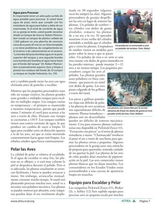 mada en 30 segundos (algunas
  Agua para Procesar                               veces les rompen las alas). Algunos
  Es importante tener un adecuado surtido de
  agua potable para procesar. Si usted tiene
                                                   procesadores de granjas despelle-
  agua de pozo, tiene que cumplir con los          jan las aves en lugar de remover las
  estándares de agua para beber y debe de ser      plumas. Un pelador de tambor—
  examinada. Si el nivel de corriente de agua      un cilindro con dedos de goma
  en su granja es lento, usted puede necesitar     alrededor, remueve las plumas
  añadir un tanque de reserva. Robert Plamon-      de a un ave a la vez. El operador
  don instaló un tanque de plástico sellado de     mantiene el ave arriba del cilindro
  1,500 galones en una plancha de concreto         rotándolo a medida que el cilindro
  cerca de su pozo (El vive en un clima templado
  y no tiene problemas de congelamiento en
                                                   gira y retira las plumas. Limpiadores Un productor es entrenado a usar
                                                                                         un pelador de tambor. Foto: Abdul
  el invierno o de calentamiento en el verano).    de tambor vienen en modelos para
  “La bomba del pozo bombea agua en la parte       poner sobre la mesa o que se paran
  superior del tanque, y una segunda bomba         solos. Un pelador de tina o en serie es una
  (una bomba jet) bombea el agua hacia fuera       tina rotante con dedos de goma montados en
  por el fondo del tanque” (9). Robert Plamon-     las paredes internas; puede manejar 2—12
  don ocasionalmente esparce cloro y limpia a      aves a un mismo tiempo. Los pequeños pro-
  presión los residuos del fondo (8). El compró    cesadores cargan las aves al
  su tanque en Snyder Industries, Inc. (10)
                                                   pelador. Las plantas grandes
                                                   usan peladores en línea con-
ave) y también puede rociar las aves con agua      tinuos, que parecen un túnel
clorinada antes de ponerlas a escaldar.            con dedos de goma. Las aves
Mientras que los pequeños procesadores usan        pasan colgando de los grilletes
sólo un tanque estático, las plantas grandes       a través del túnel.
usan grandes y múltiples tanques para escal-       Los pavos y gallinas ponedo-
dar en múltiples etapas. Los tanques varían        ras viejas son difíciles de pelar,
en temperatura – el primero es mantenido           y las plumas de aves acuáticas Las plumas son removidas por la acción
a menores temperaturas, puesto que puede           son especialmente difíciles de abrasiva de frotar los dedos de goma en este
tomar 2 minutos al carril para acarrear a las      remover. Plumas inmaduras— picador estilo de tina. Foto: Helbert
aves a través de ellos. Durante este tiempo        plumas aun no desarrolladas
se cocinarían a 134˚F. Los tanques también         pueden ser difíciles de remover mecánica-
tienen una contra corriente de agua, lo que        mente. Cera para remover plumas rudimen-
produce un cambio de sucio a limpio. El            tarias esta disponible en Pickwick/Zesco (11).
agua para escaldar corre en dirección opuesta      “Extracción con pinzas” es el retiro de plumas
a la de las aves, así que se están moviendo        inmaduras a mano. “Chamuscado”involucra
constantemente hacia aguas más limpias. Los        el pasar el ave a través de una llama para que-
rebalses añaden agua fresca continuamente.         mar las plumas cortas y pequeñas. Algunos
                                                   procesadores en la granja usan una antorcha
Pelar las Aves                                     de propano para quemarlas, teniendo cuidado
La calidad de pelar es relativa al escaldado.      de no quemar la piel. Las plumas de las aves
Si el agua de escaldar es muy fría, las plu-       de color pueden dejar manchas de pigment-
mas no se aﬂojan; y si está muy caliente la        ación en la piel. Las aves comerciales tienen
piel se despedaza durante el pelado. Pero si       plumas blancas que no dejan manchas. Los
es adecuada, las plumas usualmente se arran-       consumidores en los Estados Unidos están
can fácilmente y hasta se pueden arrancar a        acostumbrados a una carcasa de apariencia
mano. Sin embargo, arrancarlas manual-             limpia sin manchas.
mente consume mucho tiempo. Si usted está
planeando procesar muchas aves, usted va a         Equipo para Escaldar y Pelar
necesitar una peladora mecánica. Las plumas        Las compañías Pickwick/Zesco (11), Broker
se pueden remover por abrasión, estás máqui-       (3), y Ashley (12) han suplido equipo para
nas pueden dejar al ave totalmente desplu-         procesar aves en pequeña escala por muchos
www.attra.ncat.org                                                                                ATTRA           Página 7
 