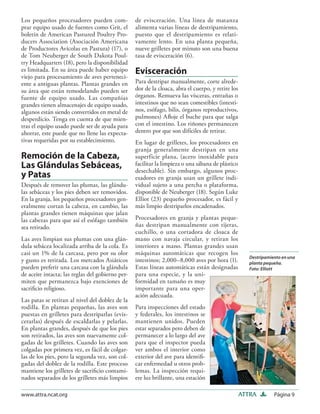 Los pequeños procesadores pueden com-             de evisceración. Una línea de matanza
prar equipo usado de fuentes como Grit, el        alimenta varias líneas de destripamiento,
boletín de American Pastured Poultry Pro-         puesto que el destripamiento es relati-
ducers Association (Asociación Americana          vamente lento. En una planta pequeña,
de Productores Avícolas en Pastura) (17), o       nueve grilletes por minuto son una buena
de Tom Neuberger de South Dakota Poul-            tasa de evisceración (6).
try Headquarters (18), pero la disponibilidad
es limitada. En su área puede haber equipo        Evisceración
viejo para procesamiento de aves perteneci-
ente a antiguas plantas. Plantas grandes en       Para destripar manualmente, corte alrede-
su área que están remodelando pueden ser          dor de la cloaca, abra el cuerpo, y retire los
fuente de equipo usado. Las compañías             órganos. Remueva las vísceras, entrañas o
grandes tienen almacenajes de equipo usado,       intestinos que no sean comestibles (intesti-
algunos están siendo convertidos en metal de      nos, esófago, bilis, órganos reproductivos,
desperdicio. Tenga en cuenta de que mien-         pulmones) Aﬂoje el buche para que salga
tras el equipo usado puede ser de ayuda para      con el intestino. Los riñones permanecen
ahorrar, este puede que no llene las expecta-     dentro por que son difíciles de retirar.
tivas requeridas por su establecimiento.          En lugar de grilletes, los procesadores en
                                                  granja generalmente destripan en una
Remoción de la Cabeza,                            superficie plana, (acero inoxidable para
Las Glándulas Sebáceas,                           facilitar la limpieza o una sábana de plástico
                                                  desechable). Sin embargo, algunos proc-
y Patas                                           esadores en granja usan un grillete indi-
Después de remover las plumas, las glándu-        vidual sujeto a una percha o plataforma,
las sebáceas y los pies deben ser removidos.      disponible de Neuberger (18). Según Luke
En la granja, los pequeños procesadores gen-      Elliot (23) pequeño procesador, es fácil y
eralmente cortan la cabeza, en cambio, las        más limpio destriparlos encadenados.
plantas grandes tienen máquinas que jalan
las cabezas para que así el esófago también       Procesadores en granja y plantas peque-
sea retirado.                                     ñas destripan manualmente con tijeras,
                                                  cuchillo, o una cortadora de cloaca de
Las aves limpian sus plumas con una glán-         mano con navaja circular, y retiran los
dula sebácea localizada arriba de la cola. Es     interiores a mano. Plantas grandes usan
casi un 1% de la carcasa, pero por su olor        máquinas automáticas que recogen los
                                                                                                      Destripamiento en una
y gusto es retirada. Los mercados Asiáticos       intestinos; 2,000–8,000 aves por hora (1).          planta pequeña.
pueden preferir una carcasa con la glándula       Estas líneas automáticas están designadas           Foto: Elliott
de aceite intacta; las reglas del gobierno per-   para una especie, y la uni-
miten que permanezca bajo exenciones de           formidad en tamaño es muy
sacriﬁcio religioso.                              importante para una oper-
                                                  ación adecuada.
Las patas se retiran al nivel del doblez de la
rodilla. En plantas pequeñas, las aves son        Para inspecciones del estado
puestas en grilletes para destriparlas (evis-     y federales, los intestinos se
cerarlas) después de escaldarlas y pelarlas.      mantienen unidos. Pueden
En plantas grandes, después de que los pies       estar separados pero deben de
son retirados, las aves son nuevamente col-       permanecer a lo largo del ave
gadas de los grilletes. Cuando las aves son       para que el inspector pueda
colgadas por primera vez, es fácil de colgar-     ver ambos el interior como
las de los pies, pero la segunda vez, son col-    exterior del ave para identiﬁ-
gadas del doblez de la rodilla. Este proceso      car enfermedad u otros prob-
mantiene los grilletes de sacriﬁcio contami-      lemas. La inspección requi-
nados separados de los grilletes más limpios      ere luz brillante, una estación

www.attra.ncat.org                                                                                 ATTRA         Página 9
 