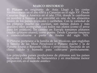 MARCO HISTORICO
El Plátano es originario de Asía: Llegó a las costas
Mediterráneas en el año 650 y a Canarias en el siglo XV. Desde
Canarias llegó a América en el año 1516, donde le cambiaron
en nombre a banana y se convirtió en uno de los alimentos
básico de los países tropicales y caribeños. Con la variedad de
los plátanos macho (se cocinan, son menos dulces y más
grandes) ellos acompañan casi todos sus platos (como el arroz
para los asiáticos). En cambio en Europa tomamos plátanos
crudos (plátano enano), como postre. Desde Canarias empieza
a comercializarse a partir de finales del siglo XIX.
El Plátano pertenece a la familia de las Musáceas, que engloban
la familia de las Musa Paradisiaca o Plátano macho y la de
Plátano Enano o Bananito (Musa x paradisiaca). Necesita de un
clima cálido y húmedo para cultivarse perfectamente.
Los principales países productores de plátanos son los países
tropicales y caribeños de Sudamérica y en muchísima menor
proporción, en el sudeste asiático
 