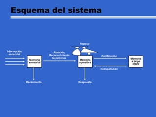 Esquema del sistema Memoria operativa Memoria a largo plazo Información sensorial Memoria sensorial Atención, Reconocimiento de patrones  Respuesta Codificación Recuperación Repaso Decaimiento 