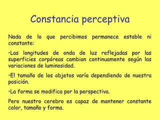 Constancia perceptiva Nada de lo que percibimos permanece estable ni constante: Las longitudes de onda de luz reflejadas por las superficies corpóreas cambian continuamente según las variaciones de luminosidad. El tamaño de los objetos varía dependiendo de nuestra posición. La forma se modifica por la perspectiva. Pero nuestro cerebro es capaz de mantener constante color, tamaño y forma. 