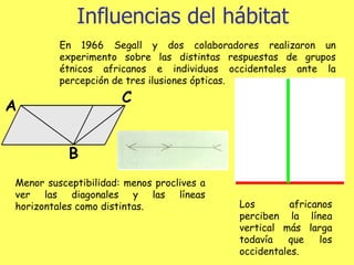 Influencias del hábitat En 1966 Segall y dos colaboradores realizaron un experimento sobre las distintas respuestas de grupos étnicos africanos e individuos occidentales ante la percepción de tres ilusiones ópticas. Menor susceptibilidad: menos proclives a ver las diagonales y las líneas horizontales como distintas. Los africanos perciben la línea vertical más larga todavía que los occidentales. 