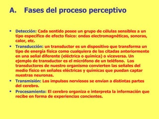 Fases del proceso perceptivo Detección:  Cada sentido posee un grupo de células sensibles a un tipo específico de efecto físico: ondas electromagnéticas, sonoras, calor, etc. Transducción:  un transductor es un dispositivo que transforma un tipo de energía física como cualquiera de las citadas anteriormente en una señal diferente (eléctrica o química) o viceversa. Un ejemplo de transductor es el micrófono de un teléfono.  Los transductores de nuestro organismo convierten las señales del medio físico en señales eléctricas y químicas que puedan captar nuestras neuronas. Transmisión:  Los impulsos nerviosos se envían a distintas partes del cerebro. Procesamiento:  El cerebro organiza e interpreta la información que recibe en forma de experiencias concientes. 
