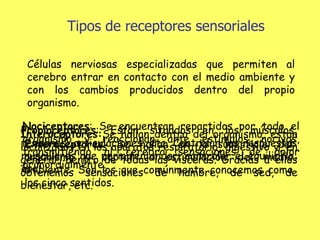 Tipos de receptores sensoriales Células nerviosas especializadas que permiten al cerebro entrar en contacto con el medio ambiente y con los cambios producidos dentro del propio organismo.  Exteroceptores : Se hallan en la superficie del organismo y captan la estimulación del medio ambiente. Son los que comúnmente conocemos como los cinco sentidos. Interoceptores: Se hallan dentro del organismo, están localizados en los aparatos respiratorio, digestivo y, en general, dentro de todas las vísceras. Gracias a ellos obtenemos sensaciones de hambre, de sed, de bienestar, etc. Propioceptores : Están situados en los músculos, tendones, articulaciones, etc. Controlan las respuestas musculares que permiten andar, controlar el equilibrio, etc. Nociceptores : Se encuentran repartidos por todo el organismo y reaccionan ante estímulos nocivos, transmitiendo al cerebro sensaciones de dolor primordialmente. 