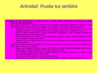 Actividad: Prueba tus sentidos El objetivo de esta actividad es que descubras por ti mismo algunos receptores sensoriales de la piel. Para ello sigue estos pasos : Dibuja sobre la palma de tu mano un cuadrado de 5 cm de lado. A continuación subdivide el cuadrado en otros más pequeños, de tal forma que queden dibujados sobre la palma de tu mano veinticinco cuadraditos. Necesitarás un trozo de hilo, una aguja y un mechero. Con la punta del hilo toca la piel en cada cuadradito señalando en un papel aquellos en los que tengas sensaciones y aquellos en los que no. Realiza la misma operación con la aguja, pinchándote suavemente en cada cuadradito anotando los lugares donde tienes más o menos dolor. Quema levemente con el mechero la punta de la aguja y realiza la misma acción para detectar la finura de los receptores cutáneos con el calor. Comenta cómo es el mapa topográfico de tu mano para los receptores de las sensaciones cutánea, táctil, dolorosa y térmica. Realiza en tu casa una experiencia similar con los sabores para elaborar el mapa sensitivo de los sabores dulce, acido, salado y amargo en tu lengua. Prepara cuatro platitos con azúcar, vinagre, sal y café no endulzado. Previamente deberás realizar en una hoja de papel un dibujo aproximado de la lengua y dividirlo en zonas. Unta el palillo con azúcar y toca con él las diferentes partes de la lengua, señalando en el dibujo aquella parte que especialmente sienta el sabor dulce. Procede de la misma manera con el resto de las sustancias. Comenta con tus compañeros tu mapa sensitivo analizando las similitudes y diferencias con los suyos. 
