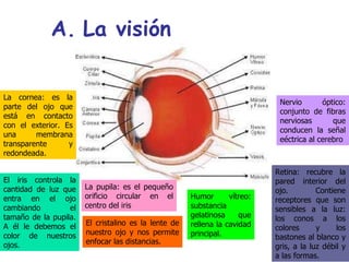 La visión La cornea: es la parte del ojo que está en contacto con el exterior. Es una membrana transparente y redondeada. El iris controla la cantidad de luz que entra en el ojo cambiando el tamaño de la pupila. A él le debemos el color de nuestros ojos. La pupila: es el pequeño orificio circular en el centro del iris El cristalino es la lente de nuestro ojo y nos permite enfocar las distancias. Humor vítreo: substancia gelatinosa que rellena la cavidad principal. Retina: recubre la pared interior del ojo. Contiene receptores que son sensibles a la luz: los conos a los colores y los bastones al blanco y gris, a la luz débil y a las formas. Nervio óptico: conjunto de fibras nerviosas que conducen la señal eéctrica al cerebro 