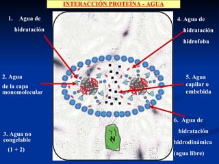 Agua de  hidratación 2. Agua  de la capa monomolecular 3. Agua no  congelable (1 + 2) 4. Agua de  hidratación  hidrofoba 5. Agua capilar o embebida 6.  Agua de  hidratación  hidrodinámica  (agua libre) INTERACCIÓN PROTEÍNA - AGUA 