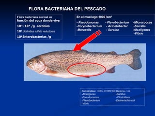 Flora bacteriana normal en  función del agua donde vive 10  5 - 10  6  /g  aerobios 10 2   clostridios sulfato reductores 10 4  Enterobacterias /g   FLORA BACTERIANA DEL PESCADO En el mucílago:1000 /cm 2 -  Pseudomonas  - Flavobacterium  -Micrococcus  -Corynebacterium  - Acinetobacter  -Serratia  -Moraxella  - Sarcina  -Alcalígenes  -Vibrio En Intestino:  1000 a 10 000 000 Bacterias / ml - Alcalígenes  -Bacillus -Pseudomonas  -Clostridium -Flavobacterium  -Escherischia coli -Vibrio 
