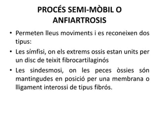 PROCÉS SEMI-MÒBIL O
ANFIARTROSIS
• Permeten lleus moviments i es reconeixen dos
tipus:
• Les símfisi, on els extrems ossis estan units per
un disc de teixit fibrocartilaginós
• Les sindesmosi, on les peces òssies són
mantingudes en posició per una membrana o
lligament interossi de tipus fibrós.

 