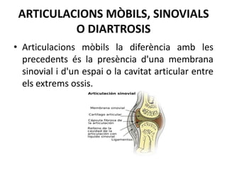 ARTICULACIONS MÒBILS, SINOVIALS
O DIARTROSIS
• Articulacions mòbils la diferència amb les
precedents és la presència d'una membrana
sinovial i d'un espai o la cavitat articular entre
els extrems ossis.

 
