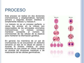 PROCESO
Este proceso se realiza en dos divisiones
cromosómicas y citoplasmáticas, llamadas
primera y segunda división meiótica o
simplemente meiosis I y meiosis II.
La meiosis no es un proceso perfecto, a
veces los errores en la mitosis son
responsables de las principales anomalías
cromosómicas. La meiosis consigue
mantener constante el número de
cromosomas de las células de la especie
para mantener la información genética.
En general, los miembros de un par de
cromosomas no se encuentran en estrecha
cercanía ya sea en la célula en reposo o
durante la división mitótica. El único
momento en que entran en intimo contacto
es durante las divisiones meióticas o de
maduración de las células germinativas.
 