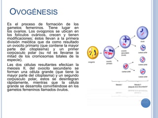 OVOGÉNESIS
Es el proceso de formación de los
gametos femeninos. Tiene lugar en
los ovarios. Los ovogonios se ubican en
los folículos ováricos, crecen y tienen
modificaciones; éstos llevan a la primera
división meiótica que da como resultado
un ovocito primario (que contiene la mayor
parte del citoplasma) y un primer
corpúsculo polar (su rol es llevarse la
mitad de los cromosomas totales de la
especie).
Las dos células resultantes efectúan la
meiosis II, del ovocito secundario se
forman una célula grande (que tiene la
mayor parte del citoplasma) y un segundo
corpúsculo polar, estos se desintegran
rápidamente, mientras que la célula
grande se desarrolla convirtiéndose en los
gametos femeninos llamados óvulos.
 