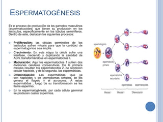 ESPERMATOGÉNESIS
Es el proceso de producción de los gametos masculinos
(espermatozoides) que tienen su producción en los
testículos, específicamente en los túbulos seminíferos.
Dentro de este, destacan los siguientes procesos:
 Proliferación: las células germinales de los
testículos sufren mitosis para que la cantidad de
espermatogonios sea amplia.
 Crecimiento: En esta etapa la célula sufre una
interfase, creciendo y duplicando la cantidad de
ADN, transformándose en espermatocitos1.
 Maduración: Aquí los espermatocitos 1 sufren dos
divisiones celulares consecutivas. De la primera
meiosis resultan los espermatocitos 2, de condición
celular haploide, y de la segunda, las espermátidas.
 Diferenciación: Las espermátidas, que ya
son haploides y de cromosomas simples, se les
genera el flagelo y el acrosoma. A estas
espermátidas , luego de su transformación se les
llama espermio.
 En la espermatogénesis, por cada célula germinal
se producen cuatro espermios.
 