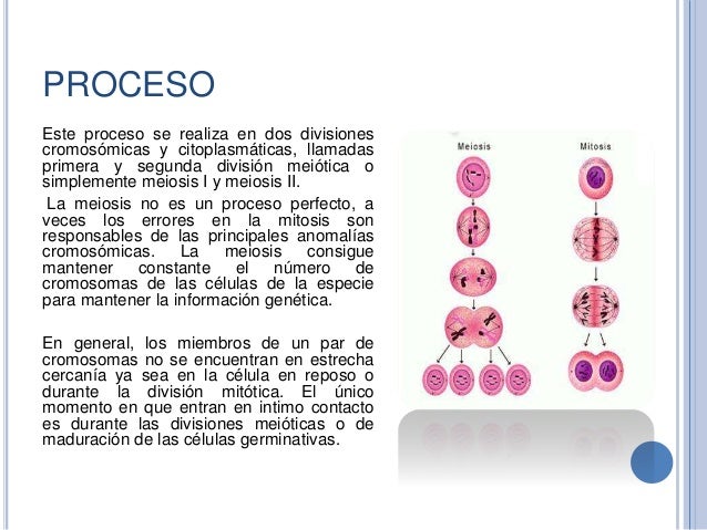 Proceso de Gametogenesis