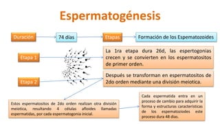 Espermatogénesis
74 díasDuración Etapas Formación de los Espematozoides
Etapa 1
La 1ra etapa dura 26d, las espertogonias
crecen y se convierten en los espermatositos
de primer orden.
Etapa 2
Después se transforman en espermatositos de
2do orden mediante una división meiotica.
Estos espermatositos de 2do orden realizan otra división
meiotica, resultando 4 células afloides llamadas
espermatidas, por cada espermatogonia inicial.
Cada espermatida entra en un
proceso de cambio para adquirir la
forma y estructuras características
de los espematoziodes este
proceso dura 48 dias.
 
