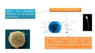 Entre las principales
diferentes en los procesos
para formar:
los ovulos y espermatoziodes,
encontramos el cambio de forma y aparición
de estructuras especiales de los
espermatoziodes para asegurar su encuentro
con el ovulo.
 