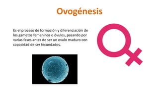 Ovogénesis
Es el proceso de formación y diferenciación de
los gametos femeninos o óvulos, pasando por
varias fases antes de ser un ovulo maduro con
capacidad de ser fecundados.
 