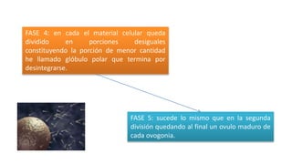 FASE 4: en cada el material celular queda
dividido en porciones desiguales
constituyendo la porción de menor cantidad
he llamado glóbulo polar que termina por
desintegrarse.
FASE 5: sucede lo mismo que en la segunda
división quedando al final un ovulo maduro de
cada ovogonia.
 